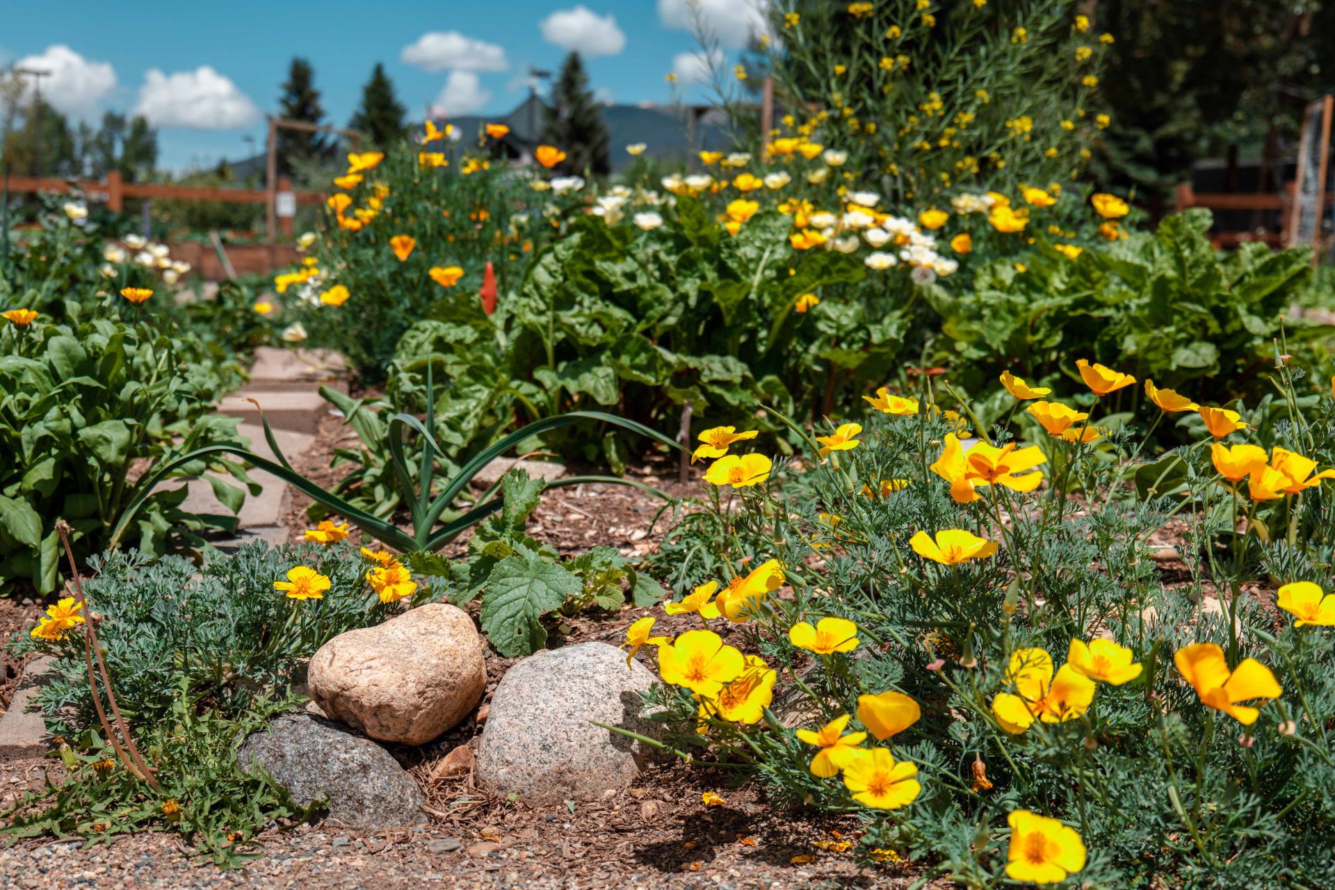 flowers at Silvana's Garden