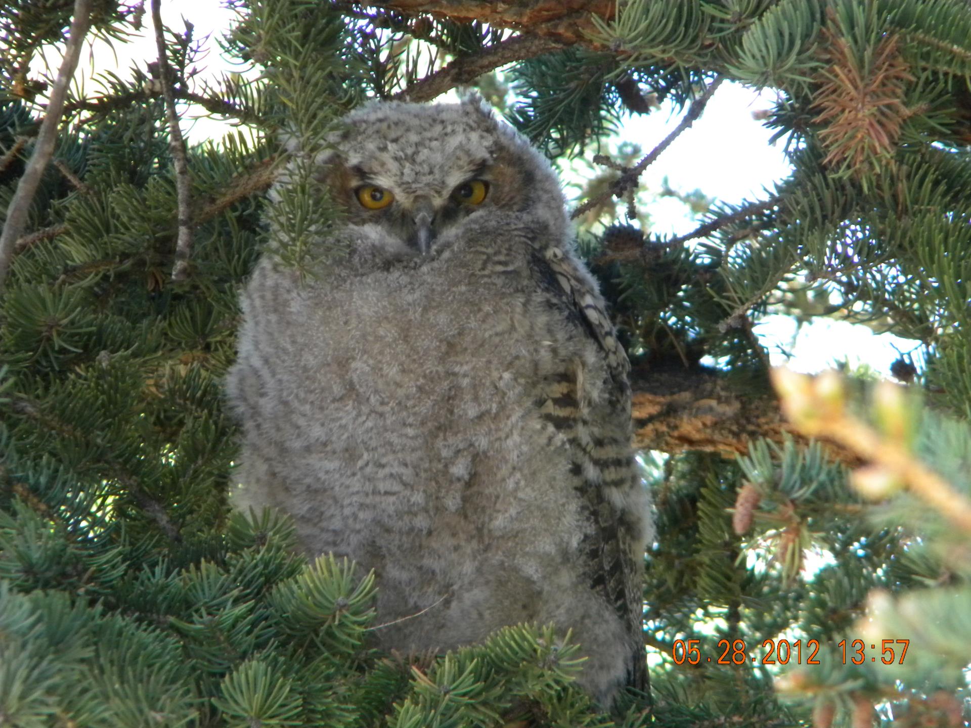 owl in tree