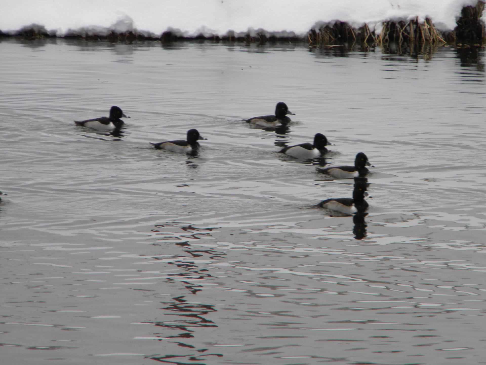 ducks on pond