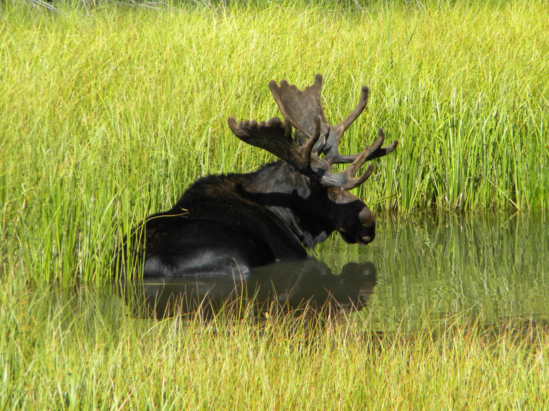 moose in pond