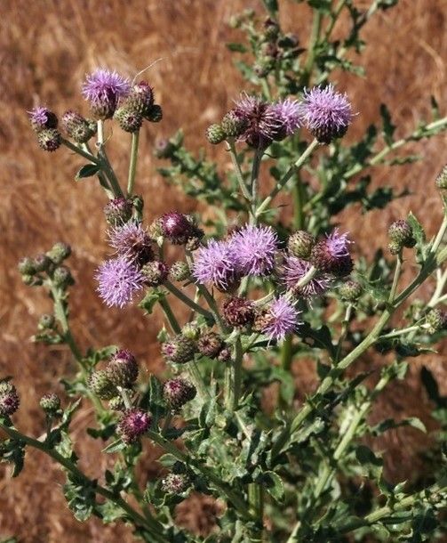 canada thistle 1