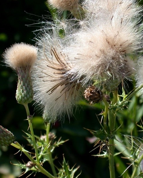 canada thistle 2