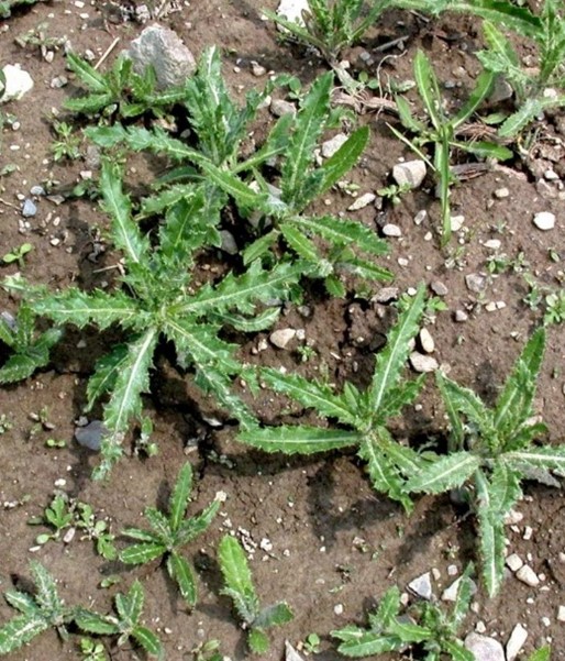 canada thistle 3