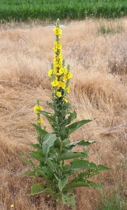 common mullein 1