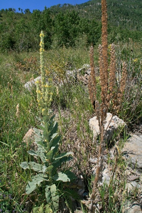 common mullein 2