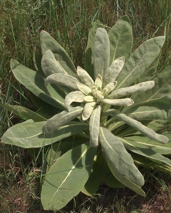 common mullein 3