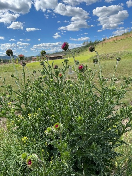 musk thistle 1