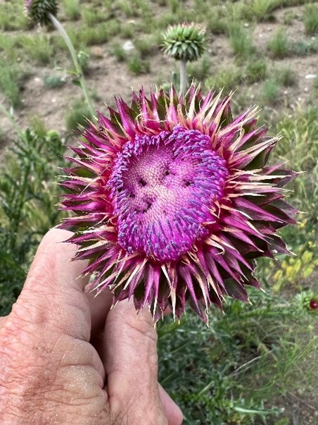 musk thistle 2