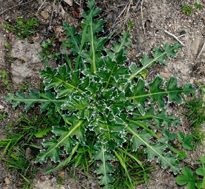 musk thistle 3