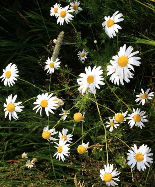 scentless chamomile 2