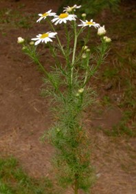 scentless chamomile 3