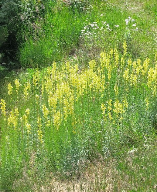 yellow toadflax 1