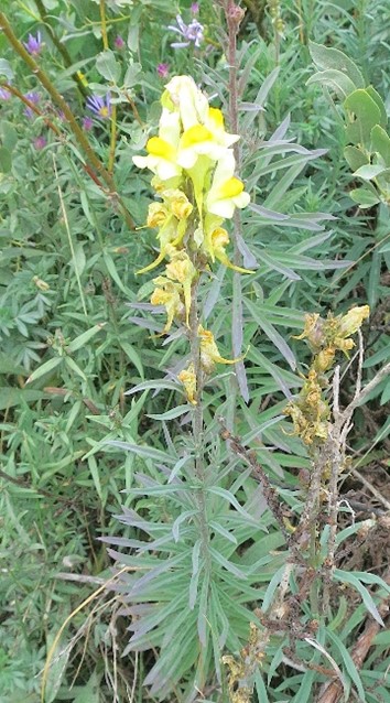 yellow toadflax 2