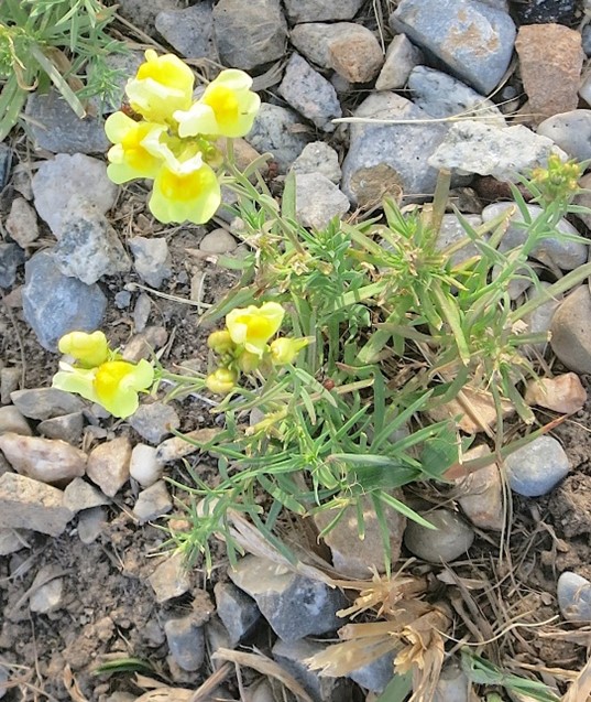 yellow toadflax 3