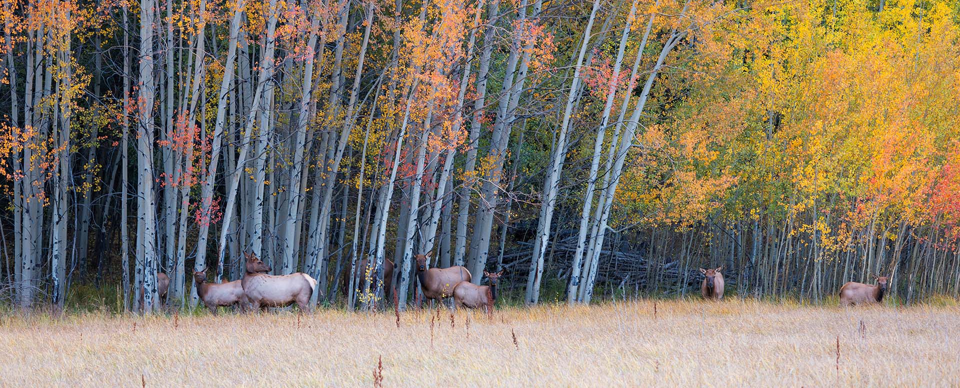 fall leaves and elk in silverthorne