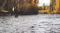 man fly fishing in blue river with fall leaves in background